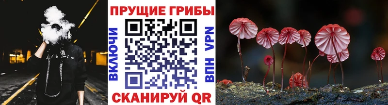kraken tor  Рудня  Галлюциногенные грибы прущие грибы 